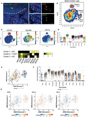 Maturing Human CD127+ CCR7+ PDL1+ Dendritic Cells Express AIRE in the Absence of Tissue Restricted Antigens